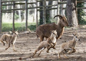 El zoo de Guadalajara, miembro fundador de Aiza,participa de forma activa en las labores de educación y de  conservación de la fauna