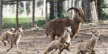 El zoo de Guadalajara, miembro fundador de Aiza,participa de forma activa en las labores de educación y de  conservación de la fauna