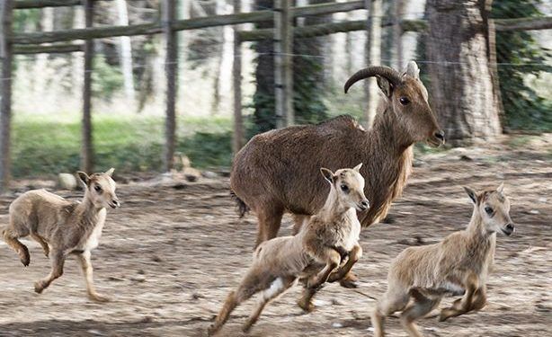 El zoo de Guadalajara, miembro fundador de Aiza,participa de forma activa en las labores de educación y de  conservación de la fauna