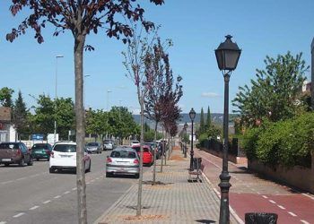 El Ayuntamiento de Cabanillas sustituye árboles enfermos y que generan destrozos por nuevos ejemplares
