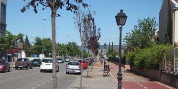 El Ayuntamiento de Cabanillas sustituye árboles enfermos y que generan destrozos por nuevos ejemplares