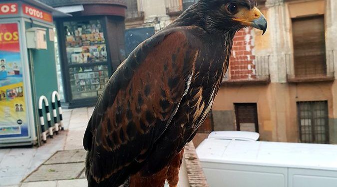 El Ayuntamiento de Guadalajara realiza vuelos  disuasorios con aves rapaces para ahuyentar a las palomas en Santo Domingo y la Concordia