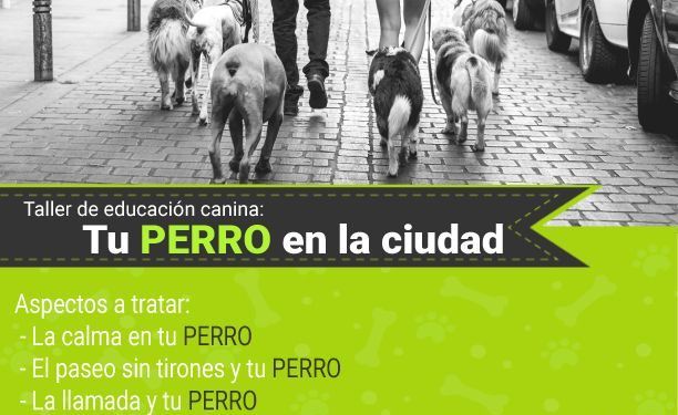 Guadalajara vuelve a acoger el 27 de abril, un nuevo taller de educación canina