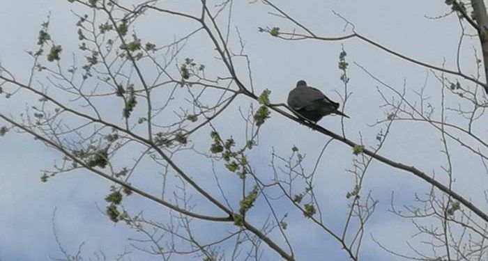 La primavera llega con todo su esplendor al zoo de Guadalajara