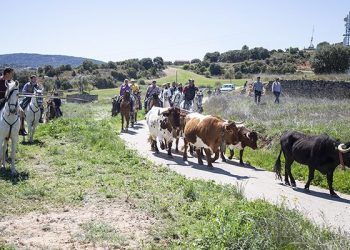 La VI Trashumancia de Azañón reunió a más de 80 caballistas que guiaron a tres paradas de bueyes en la fiesta de San Juan Borracho