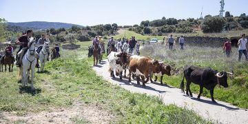 La VI Trashumancia de Azañón reunió a más de 80 caballistas que guiaron a tres paradas de bueyes en la fiesta de San Juan Borracho