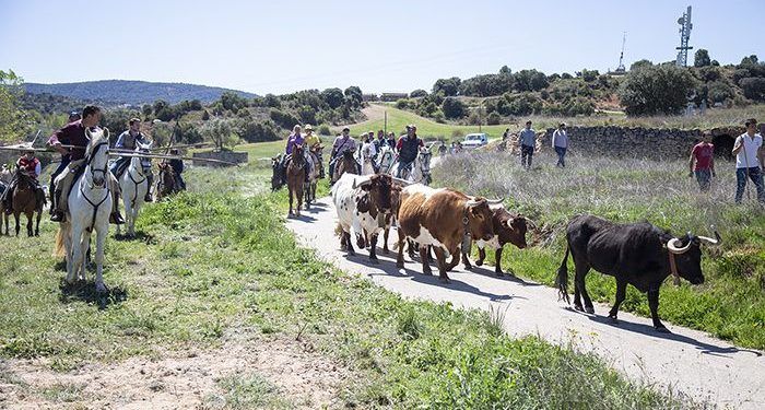 La VI Trashumancia de Azañón reunió a más de 80 caballistas que guiaron a tres paradas de bueyes en la fiesta de San Juan Borracho