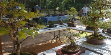 El Aula de la Naturaleza del Zoo acoge la VII Exposición de Bonsái Guadalajara 2019