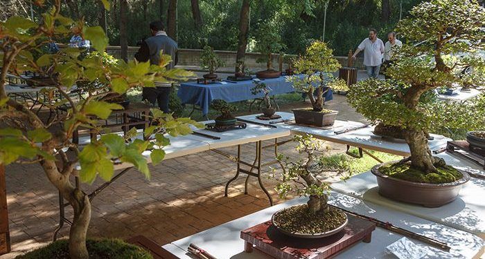 El Aula de la Naturaleza del Zoo acoge la VII Exposición de Bonsái Guadalajara 2019
