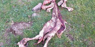 Seis animales muertos y dos desaparecidos por ataques de lobo en la Sierra de Guadalajara