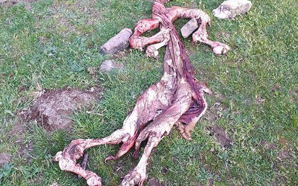 Seis animales muertos y dos desaparecidos por ataques de lobo en la Sierra de Guadalajara