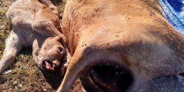 ASAJA CLM demanda una mejor gestión de los muladares para evitar el ataque de los buitres al ganado
