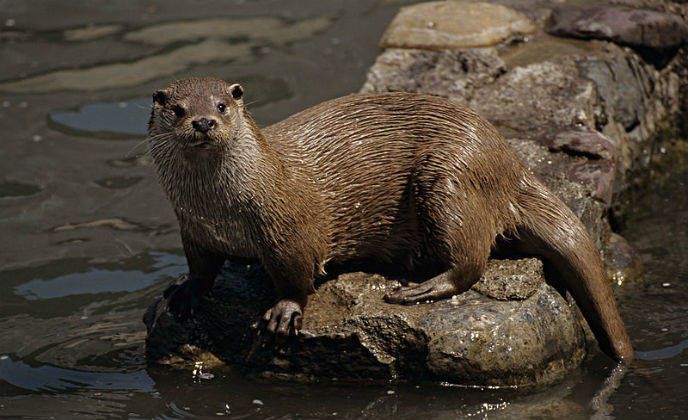 Ecologistas en Acción denuncia que se están trasladando nutrias desde la laguna de Uña al entorno de Buendía