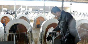 El Gobierno de Castilla-La Mancha abona este viernes más de 7,2 millones de euros de ayudas de la PAC, principalmente para vacuno