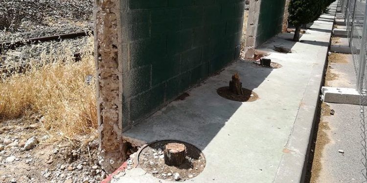 Izquierda Unida denuncia la tala indiscriminada de más de treinta cipreses en Azuqueca