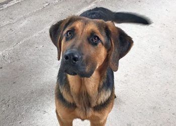 La Policía Local de Cabanillas inicia una campaña de control a dueños de animales que los pasean sueltos La Policía Local de Cabanillas inicia una campaña de control a dueños de animales que los pasean sueltos
