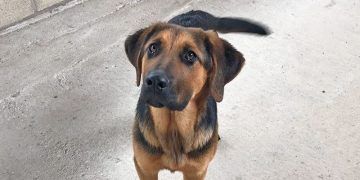 La Policía Local de Cabanillas inicia una campaña de control a dueños de animales que los pasean sueltos