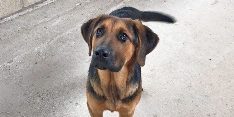 La Policía Local de Cabanillas inicia una campaña de control a dueños de animales que los pasean sueltos
