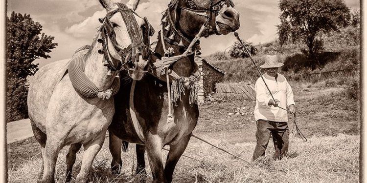 Riba de Saelices se viste como antaño por cuarta edición