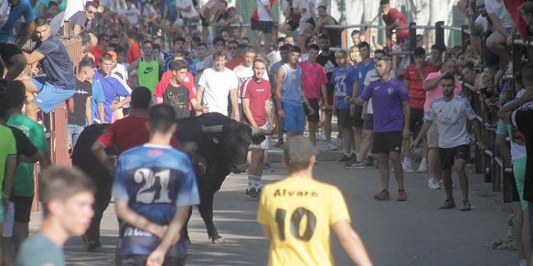 Encierro por la plaza y la calle Valdemoma, con dos novillos que dieron juego desigual en Cabanillas Encierro por la plaza y la calle Valdemoma, con dos novillos que dieron juego desigual en Cabanillas