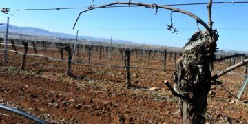 Castilla-La Mancha obtiene más de la mitad de la superficie asignada a nivel nacional de nuevas plantaciones de viñedo para esta campaña