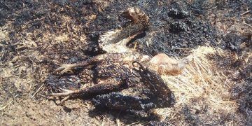 Un buitre electrocutado provoca un incendio agrícola extinguido por vecinos en Guadalajara