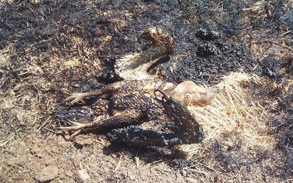 Un buitre electrocutado provoca un incendio agrícola extinguido por vecinos en Guadalajara