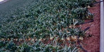 El temporal deja en Castilla-La Mancha un total de 298 incidentes