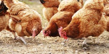 La Junta autoriza una granja ecológica de 3.146 gallinas en San Andrés de Congosto