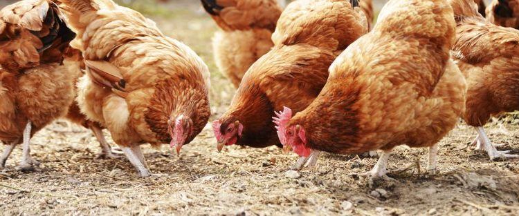 La Junta autoriza una granja ecológica de 3.146 gallinas en San Andrés de Congosto