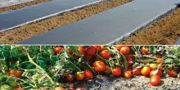 Un suelo más fértil para producir más tomates y con mejor sabor