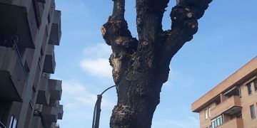 Ecologistas en Acción denuncia que Guadalajara continúa con las podas indiscriminadas que dañan el arbolado urbano