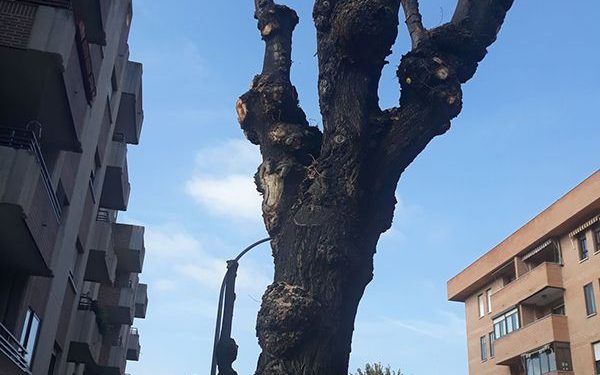 Ecologistas en Acción denuncia que Guadalajara continúa con las podas indiscriminadas que dañan el arbolado urbano Ecologistas en Acción denuncia que Guadalajara continúa con las podas indiscriminadas que dañan el arbolado urbano