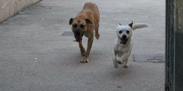 Se muda a una casa nueva y abandona a su perro en una vivienda de la Cuesta de Dávalos, en Guadalajara
