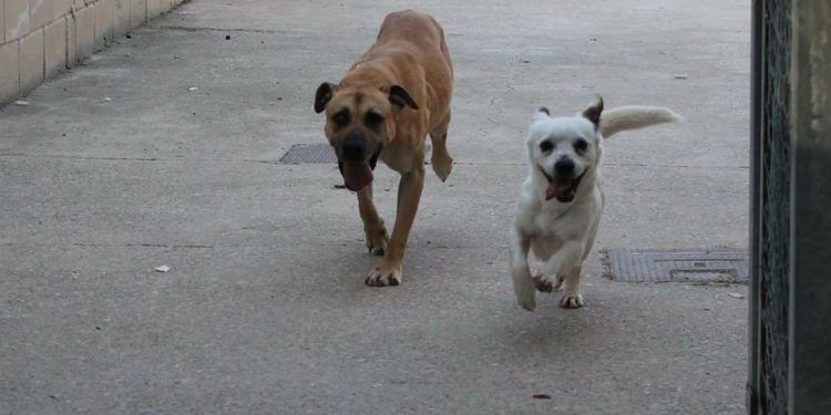 Se muda a una casa nueva y abandona a su perro en una vivienda de la Cuesta de Dávalos, en Guadalajara