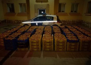 La Guardia Civil decomisa cerca de dos toneladas de níscalos en Torre del Burgo