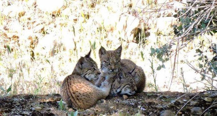 La Junta da los pasos necesarios para personarse como acusación particular en la causa contra el cazador que mató a la lince Nenufar en Menasalbas