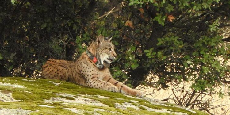 Los atropellos de lince ibérico en las carreteras de la región hartan a la Junta Los atropellos de lince ibérico en las carreteras de la región hartan a la Junta