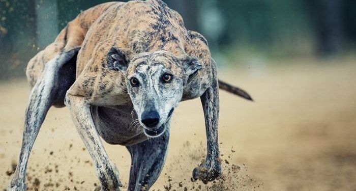 La RFEC pone en evidencia la falsedad de las cifras sobre abandono de galgos dadas por los animalistas
