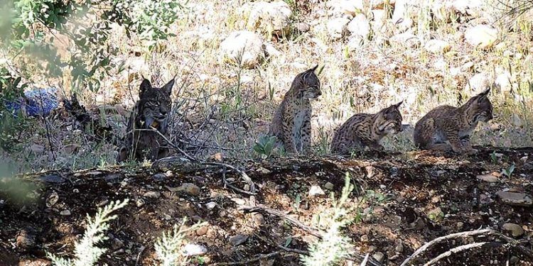 El Gobierno de Castilla-La Mancha publica las nuevas zonas de presencia estable y reproductora para el lince ibérico El Gobierno de Castilla-La Mancha publica las nuevas zonas de presencia estable y reproductora para el lince ibérico