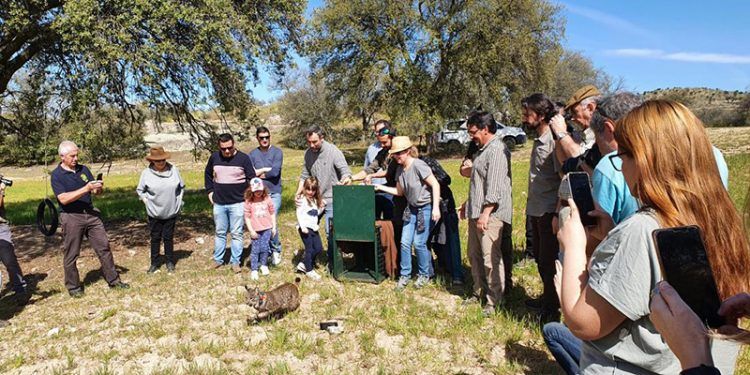 Liberado un nuevo ejemplar de lince ibérico en Villarejo de Montalbán Liberado un nuevo ejemplar de lince ibérico en Villarejo de Montalbán