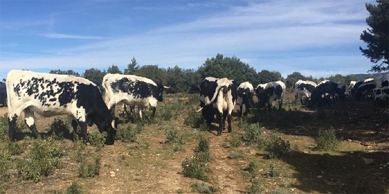 Un total de 86 ganaderos de Guadalajara reciben hoy más de medio millón de euros de ayudas asociadas de la PAC para vacas nodrizas