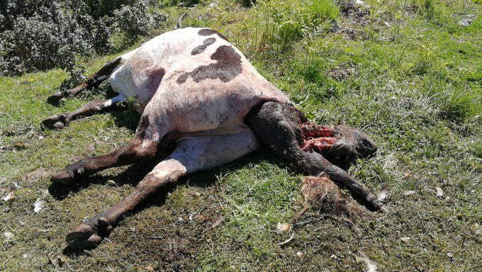 APAG pide precaución a los ganaderos de la Sierra Norte tras la muerte de una vaca atacada por unos buitres