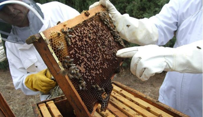 El Gobierno aprueba la modificación de la norma de calidad de la miel en beneficio de consumidores y apicultores