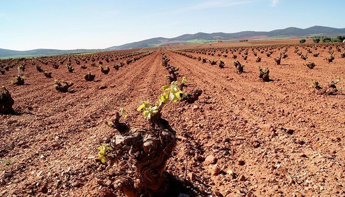 El Gobierno regional ha superado los 10,2 millones de euros de ayudas a la reestructuración del viñedo para más de 1.100 viticultores