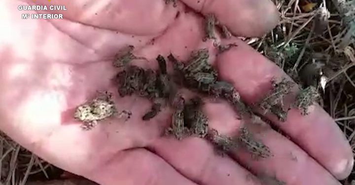 La Guardia Civil de Guadalajara libera al espacio natural un centenar de ejemplares metamórficos de sapo corredor (Bufo calamita) La Guardia Civil de Guadalajara libera al espacio natural un centenar de ejemplares metamórficos de sapo corredor (Bufo calamita)