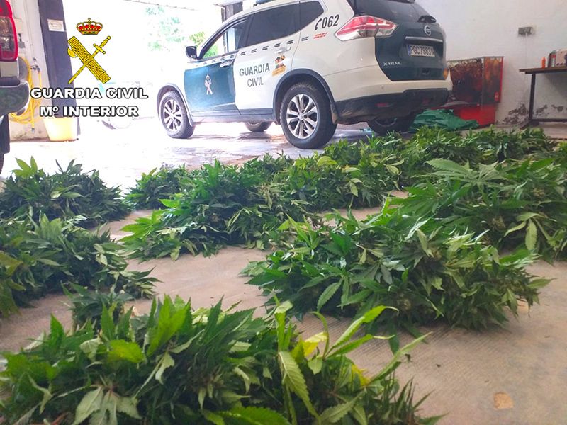 La Guardia Civil sorprende (y detiene) a una persona cuando se desprendría de 400 plantas de marihuana en Albalate de Zorita