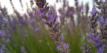 Los agricultores de cultivo de aromáticas en Castilla-La Mancha han recibido, tres meses antes respecto al año pasado, 67.000 euros de ayudas
