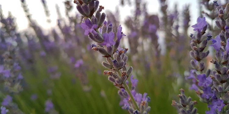 Los agricultores de cultivo de aromáticas en Castilla-La Mancha han recibido, tres meses antes respecto al año pasado, 67.000 euros de ayudas