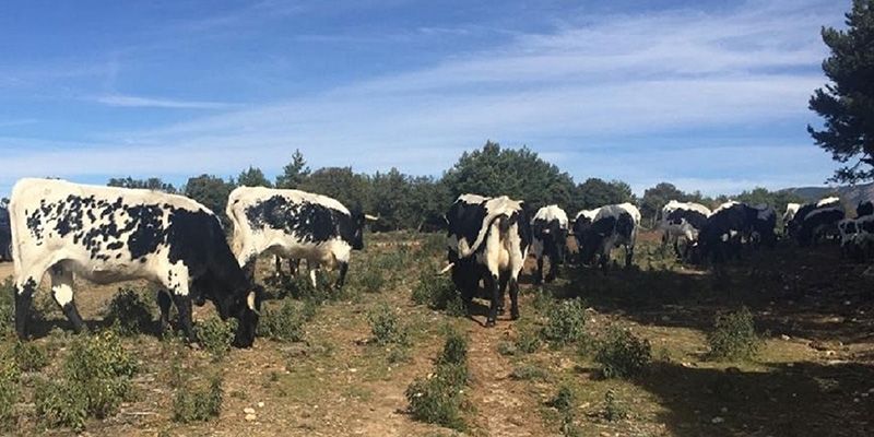 Un total de 39 ganaderos de Guadalajara reciben más de 165.000 euros en ayudas de la PAC para vacuno de cebo